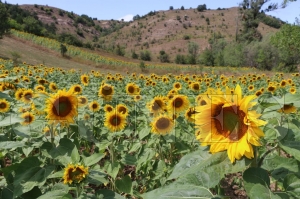 Fndk diyar Ordu'da ayiei retiliyor